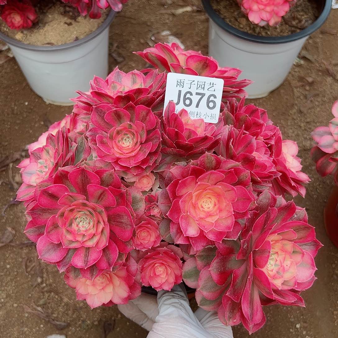 676倾城尺寸25左右