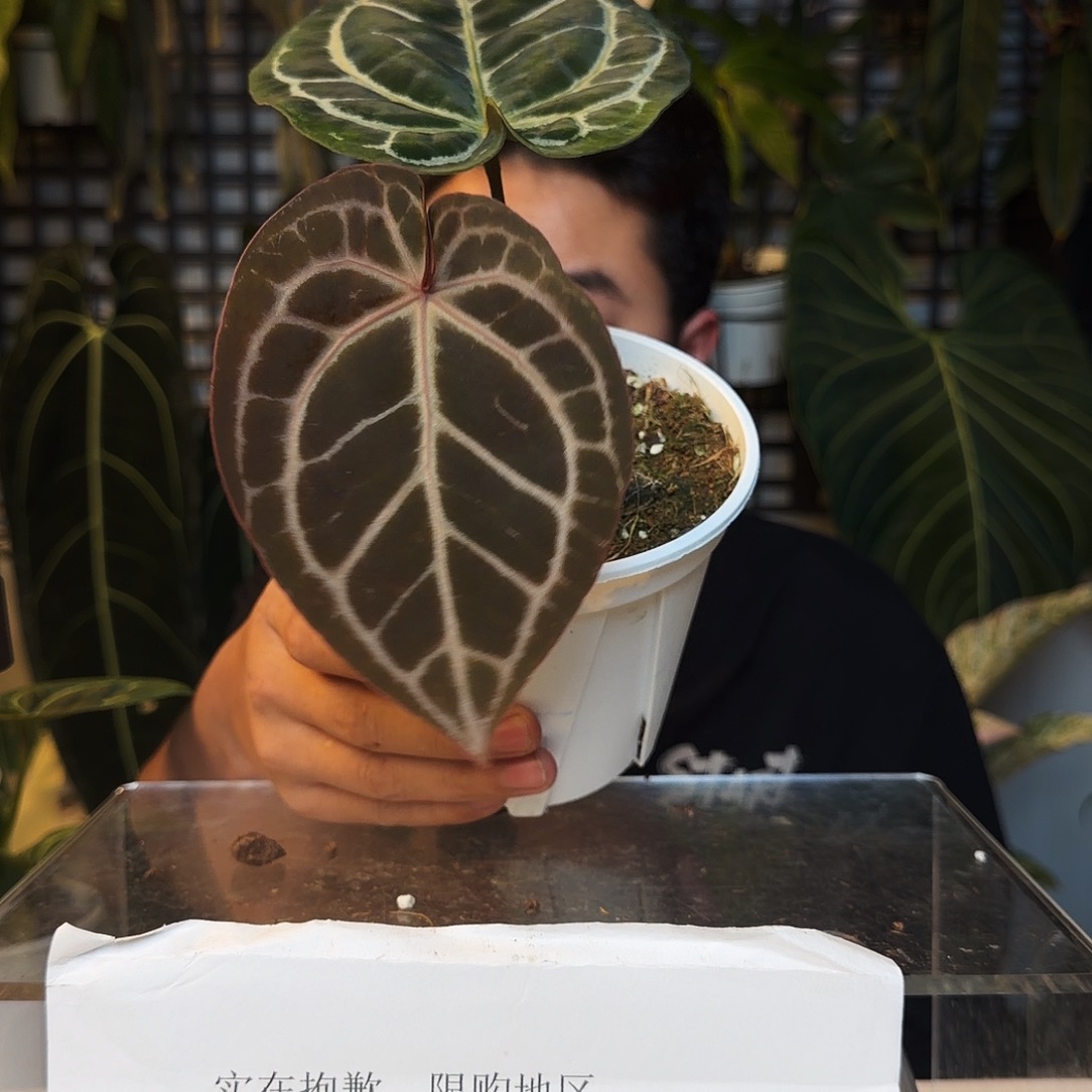 完全开放P43红水晶杂铜锣烧