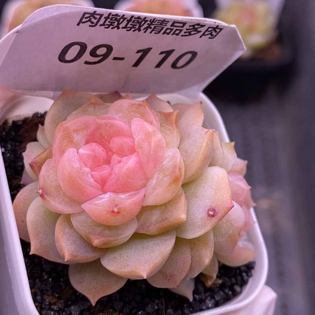 【闪购商品】09-110