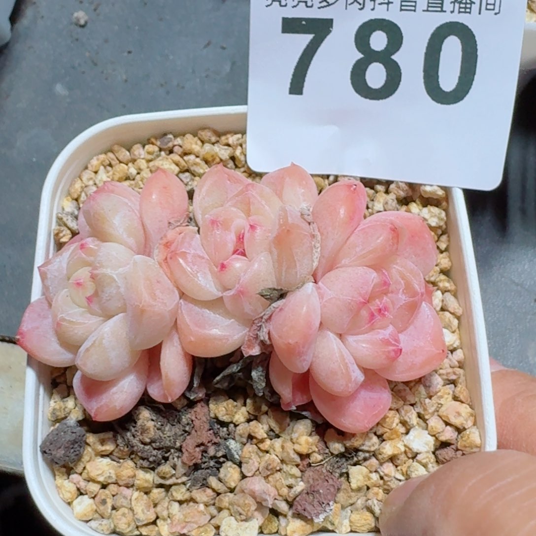 大****主三头刚毅         精品多肉