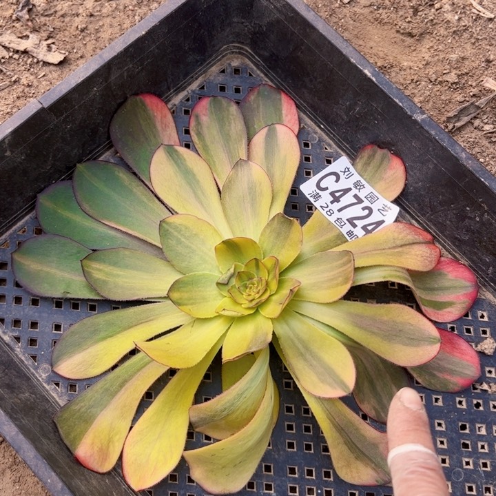 无根多肉植物无毒7彩4724