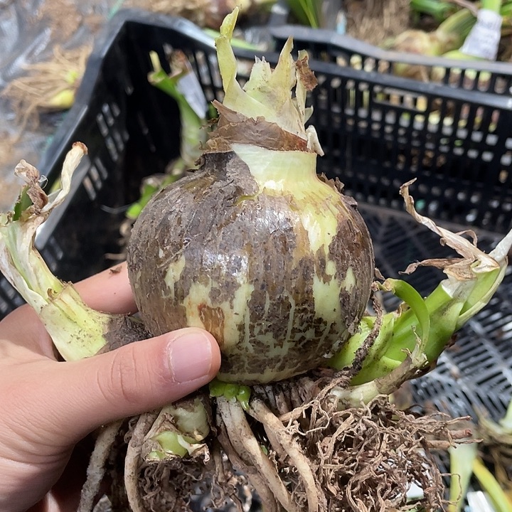 安吉拉双12特价8.3公分带三侧