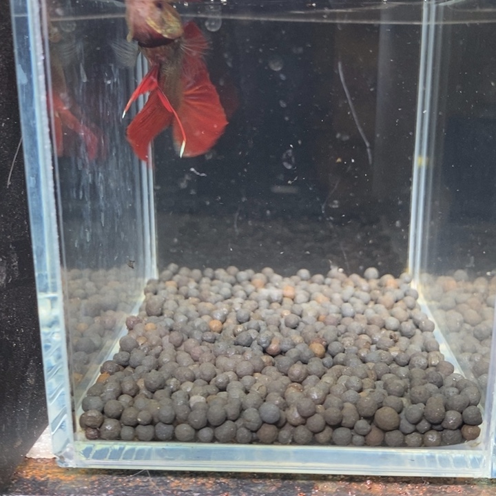 斗鱼泰国斗鱼199号