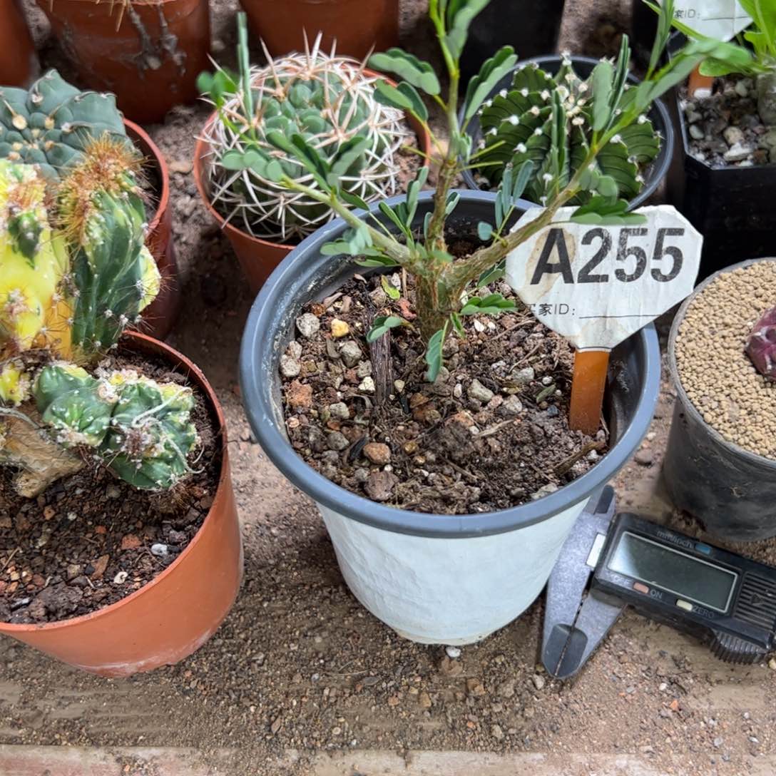 拂***袖333333333333333333