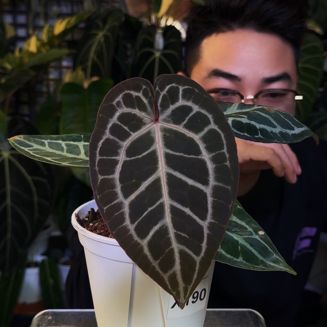 完全开放X190红钻石