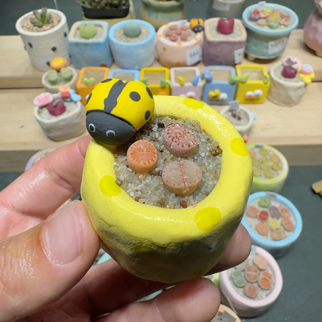 红陶蘑菇335c171饼干