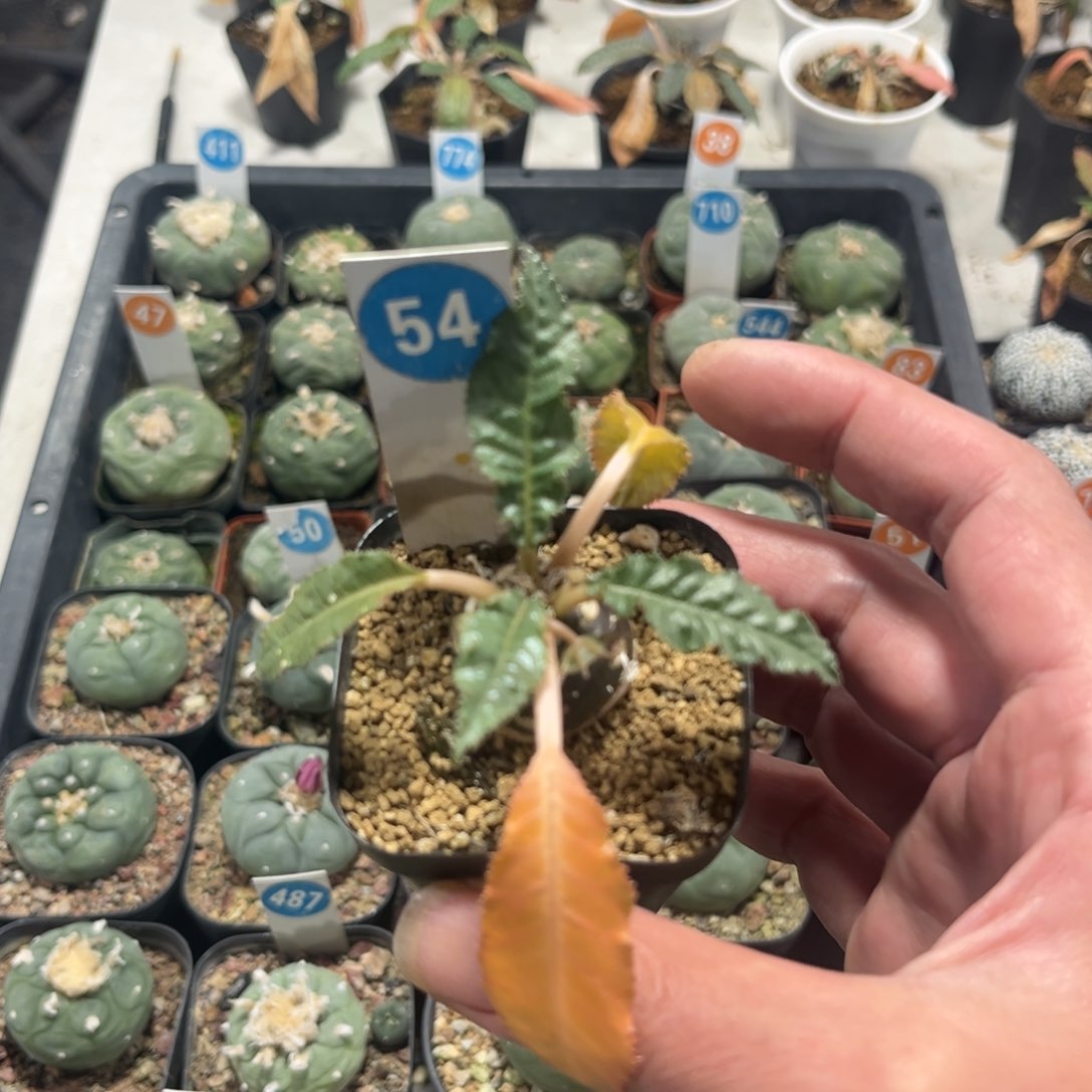 54长叶琉桑带盆带土发货