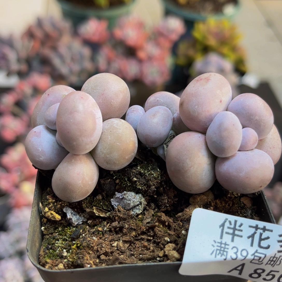 865芭比奶酪6cm多肉植物