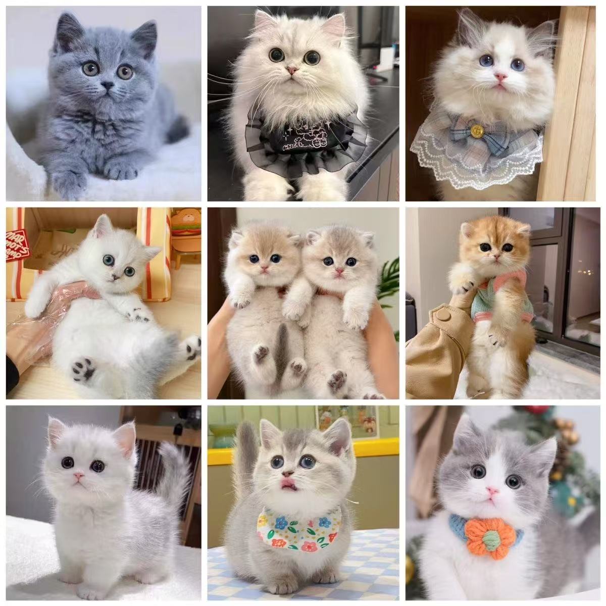 {全品种}直播间挑选小猫活体幼猫链接