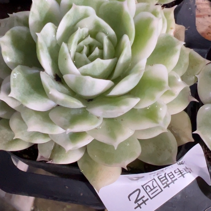 一***)昂首哦锦多肉植物24