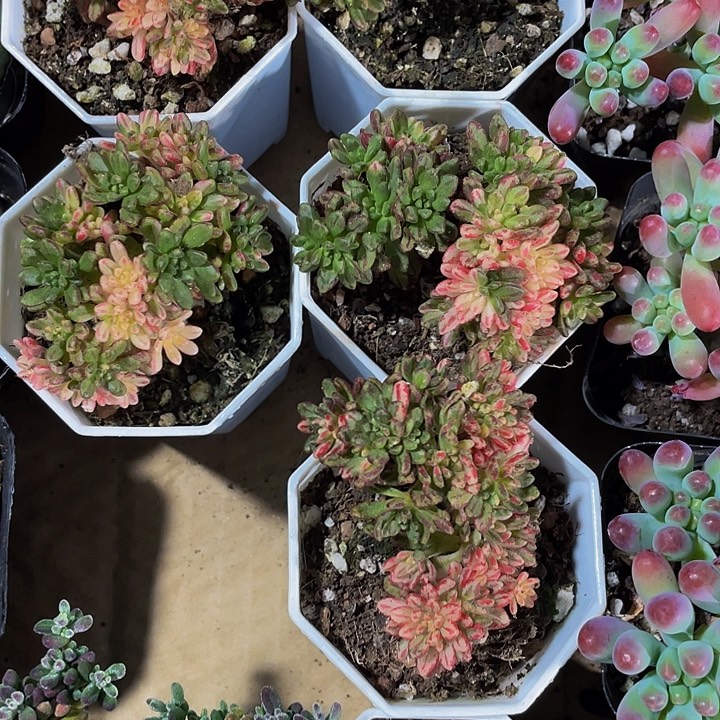 锦锦锦小人姬锦带哦土发