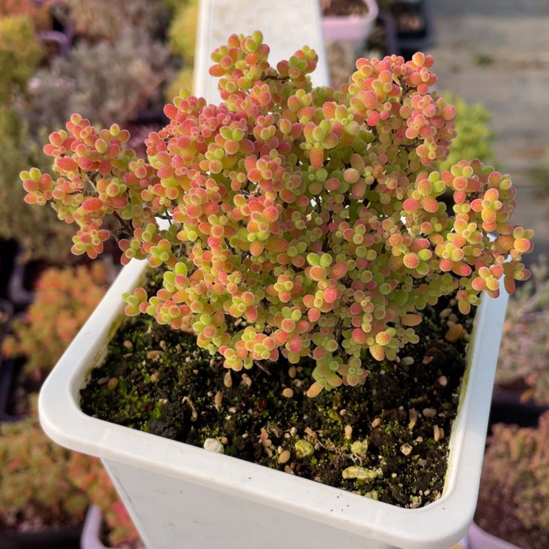 蜜桔糖球。          紫