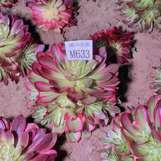 633海王多肉植物