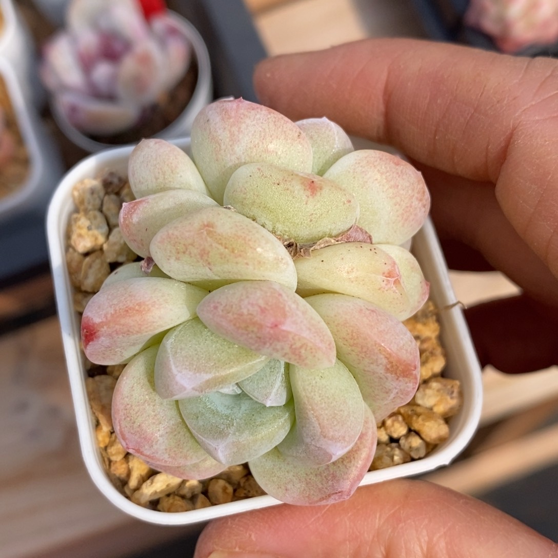 精品多肉一物一拍不包整61