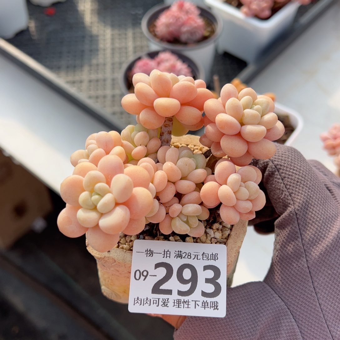 洛可可多肉多肉多肉多肉