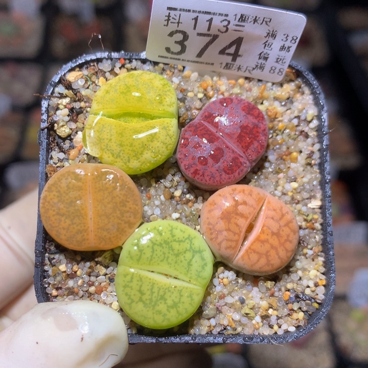 精品生石花113.374