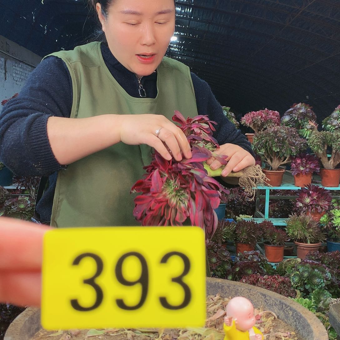 柒哥多肉不包侧断枝393