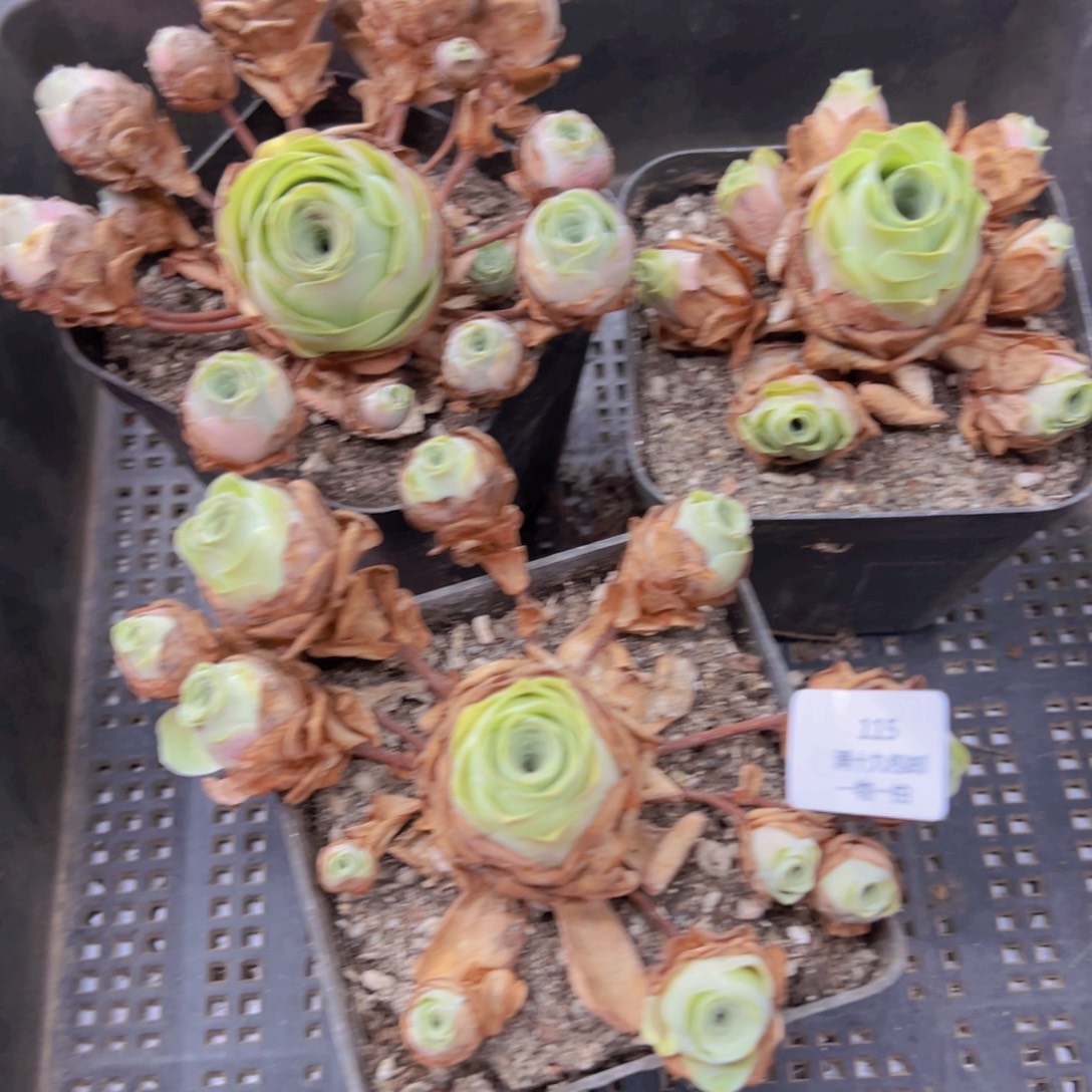 子***森115 侧牙掉了不包损无售后
