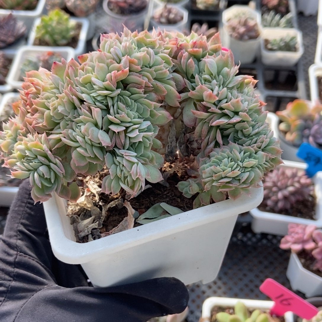 43月影缀多肉植物多肉