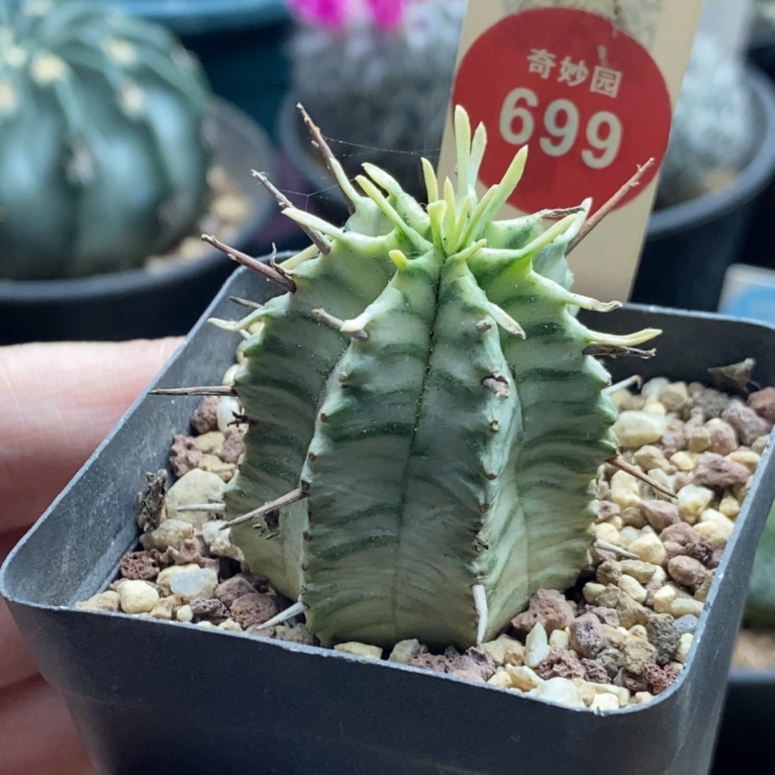强刺斑马锦一颗仙人球2.8cm