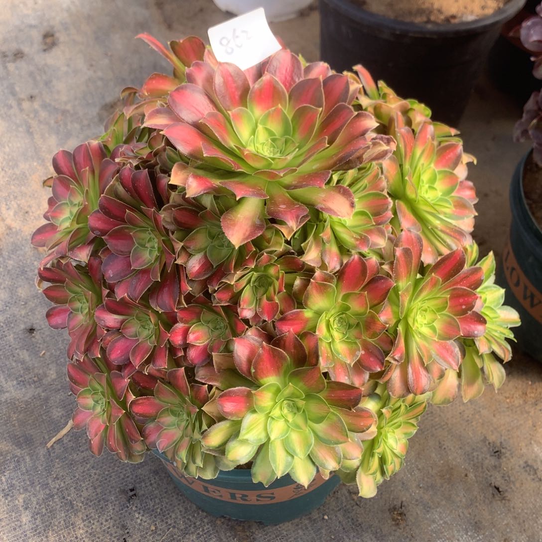 862号多肉法师韶华大捧花