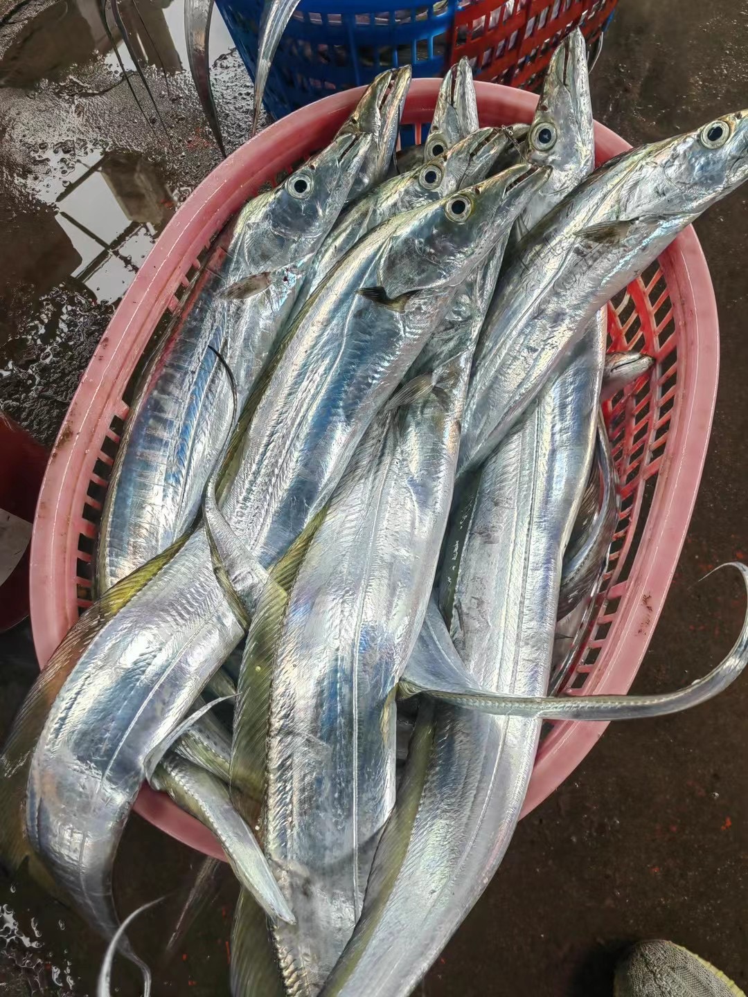 野生海捕（海带鱼）