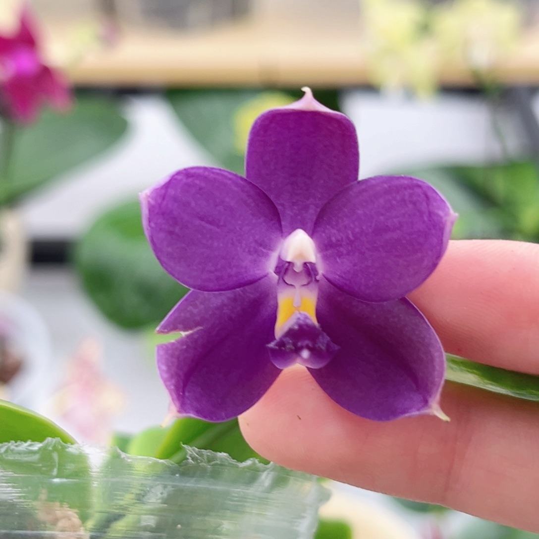 完全开放2.5寸鱼鱼交蓝鸟开花株