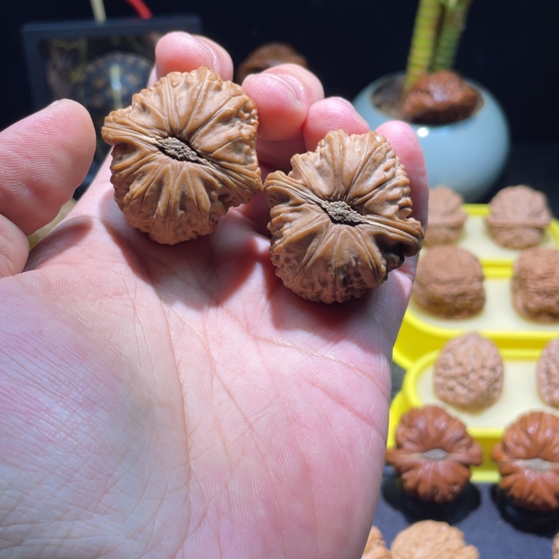 文玩核桃把件39全品红皮卡姿兰满肉球白