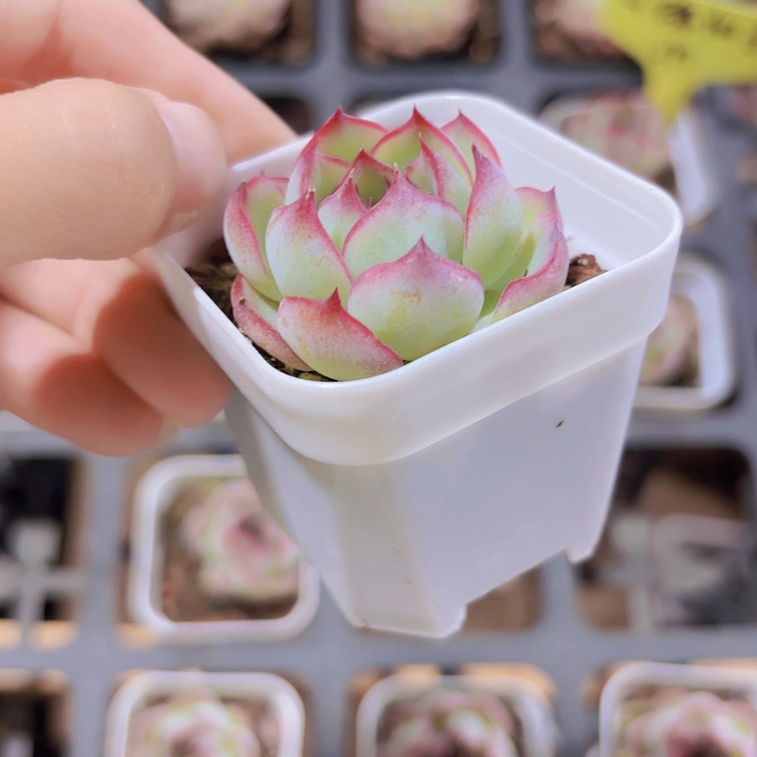 精品勾魂仙子多肉植物