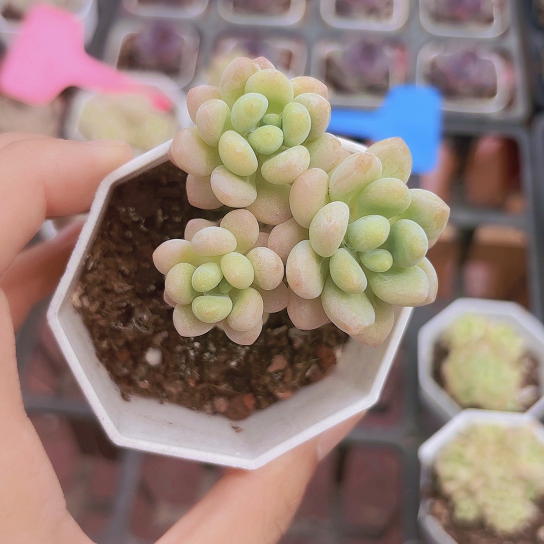 精品洛可可多肉植物