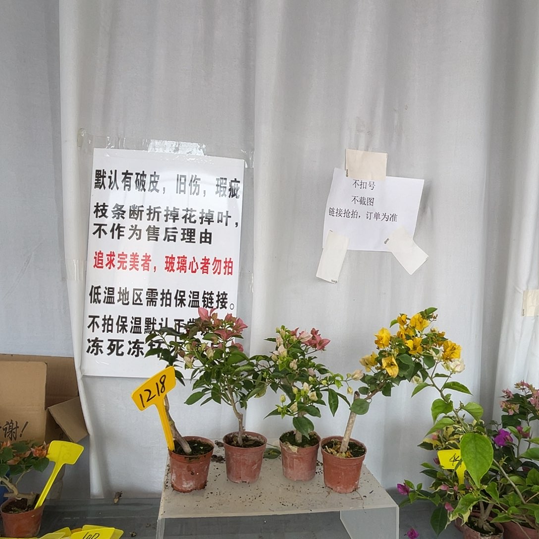 当前无花栽培后可以开花1218掌中宝组合