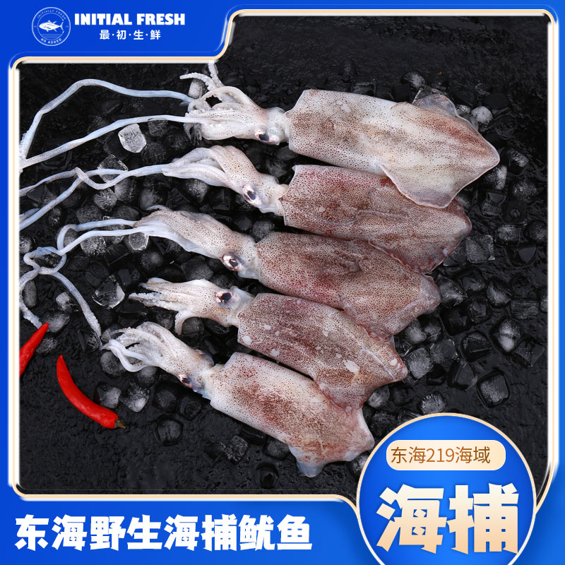 正宗东海海捕鱿鱼