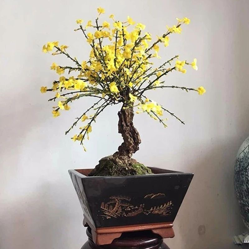 迎春花造型盆景老桩提根室内阳台花卉庭院盆栽四季好养垂钓植物