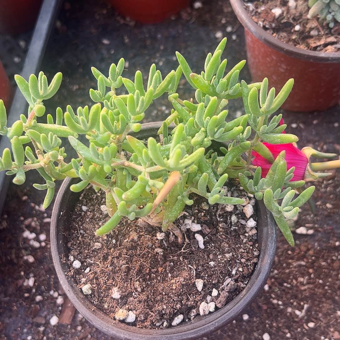 枝干香蕉大盆一个