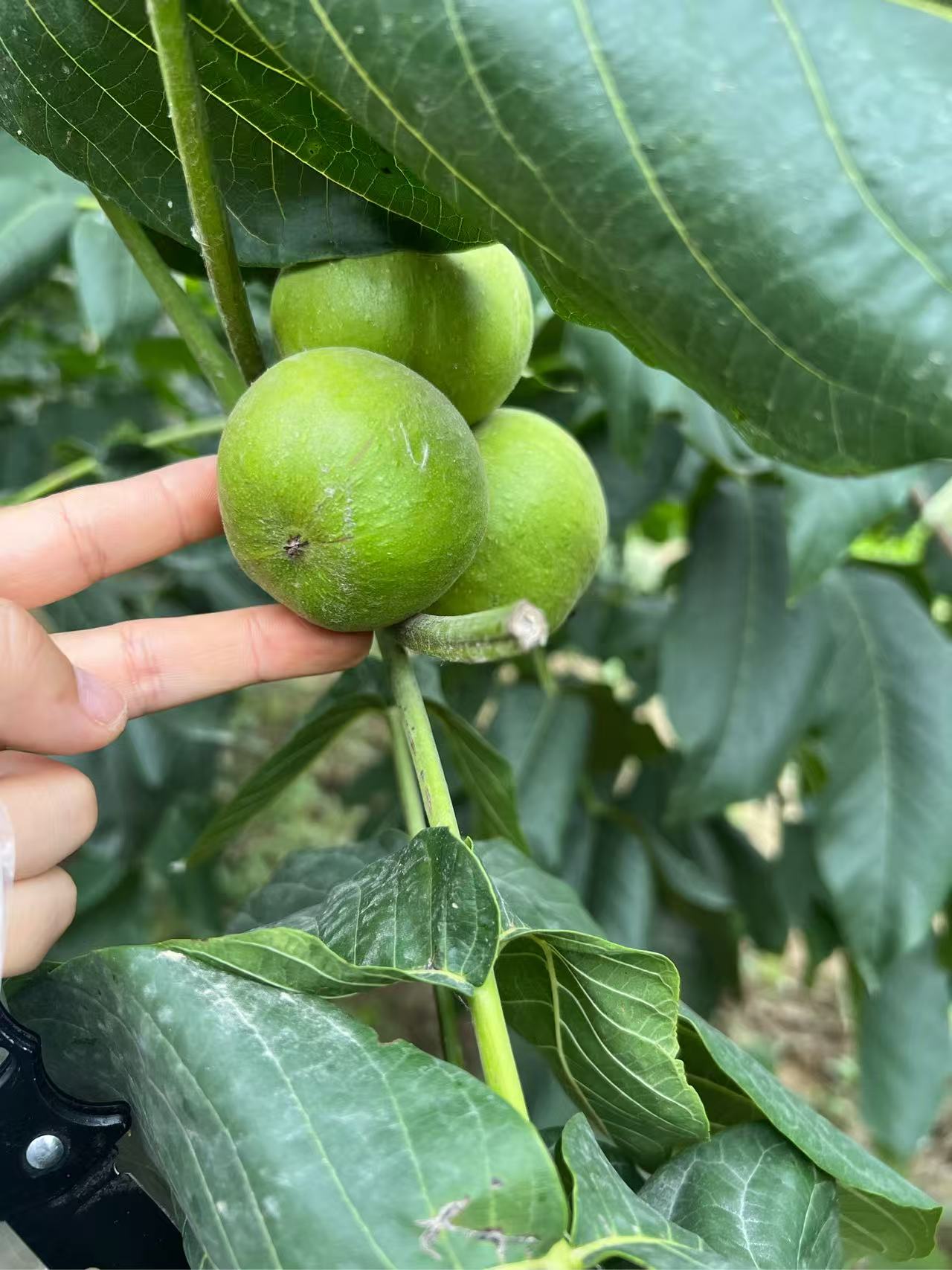 蛤蟆头 文玩核桃（一对）