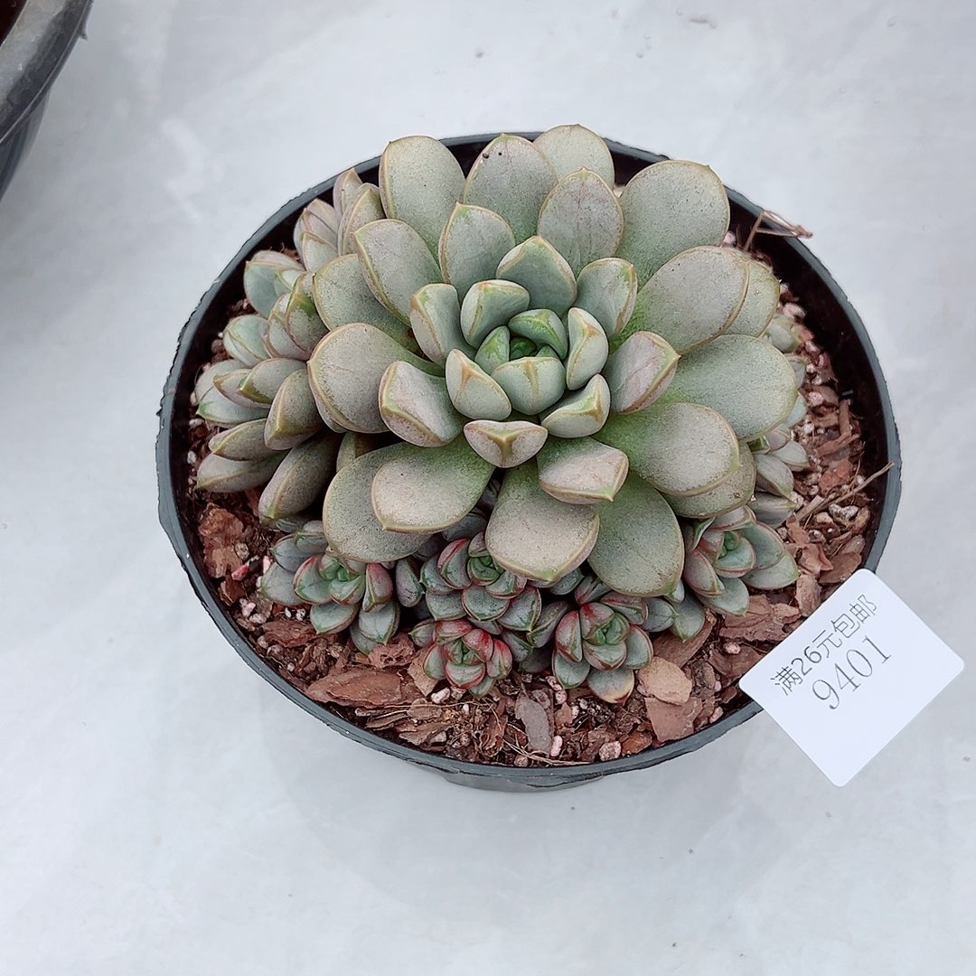 搁***忆9401葡萄多肉植物