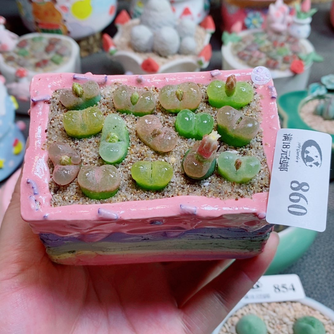 生石花花花花花花花860