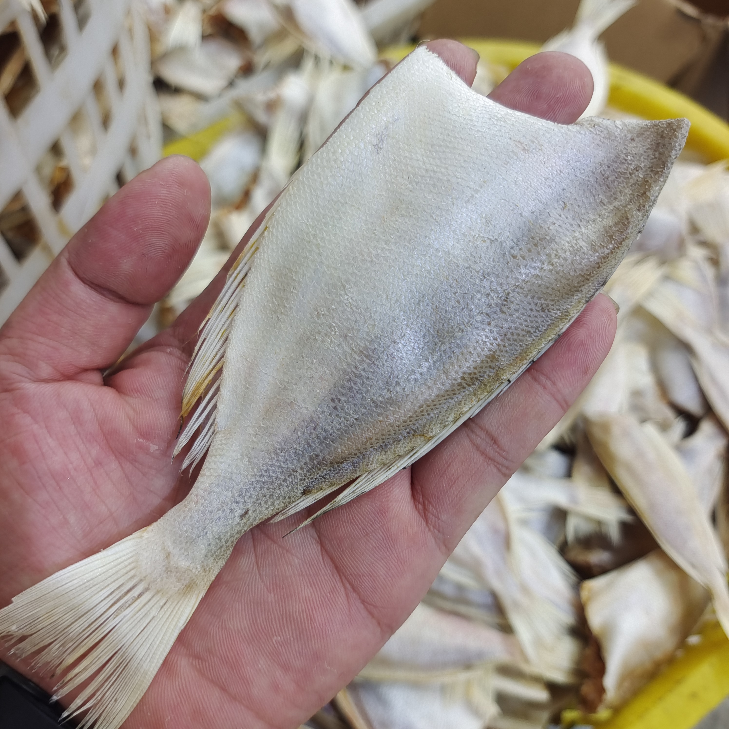 【马鲛仔海产】新晒大眼鸡扒皮鱼干 咸鱼干 1斤装 顺丰包邮博贺港
