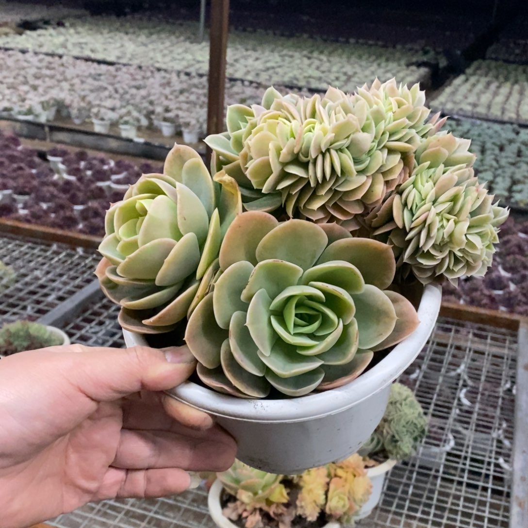 欣娜塔缀大盆整桩