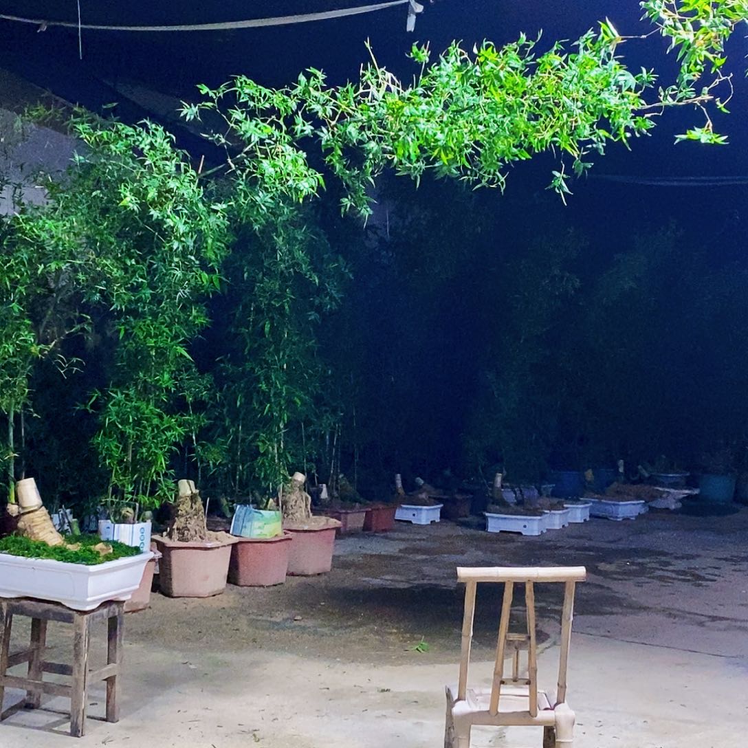 金***屹无花朵小叶簕竹一物一拍