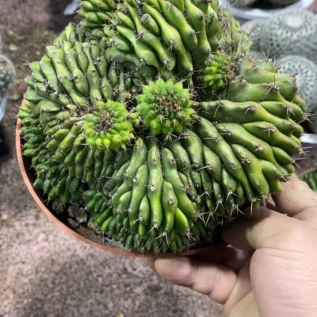 用***9无花朵翠晃冠缀化仙人球仙人掌实生