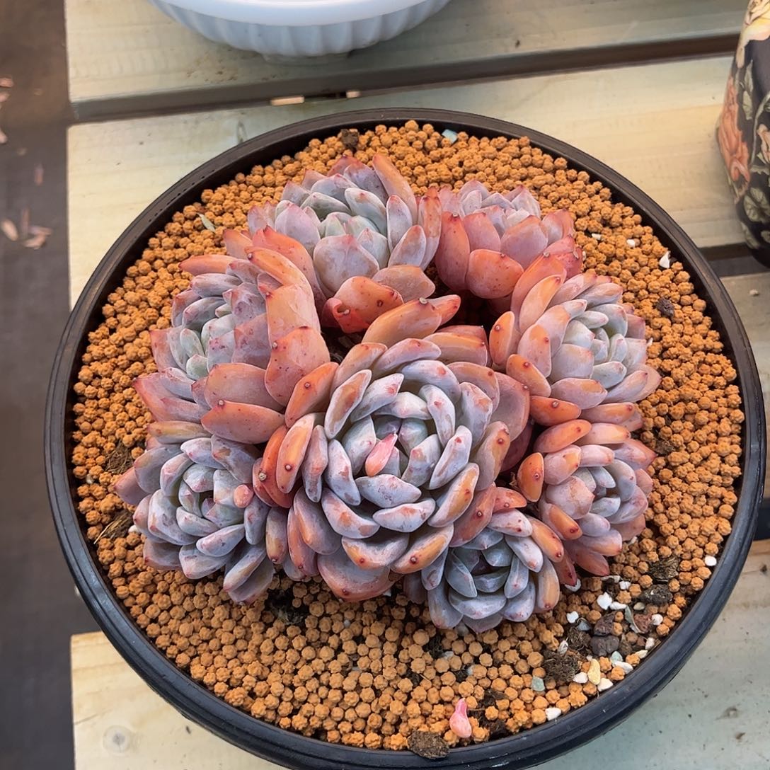 丑***妹多肉植物多肉植物