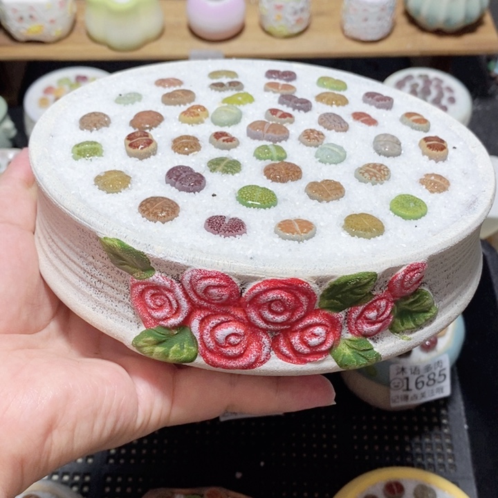 精美盆栽 一物一拍 1697