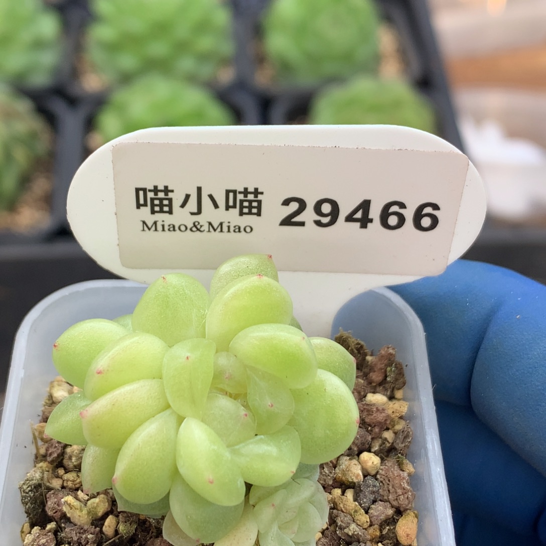 s***9多肉植物杂交珍妮