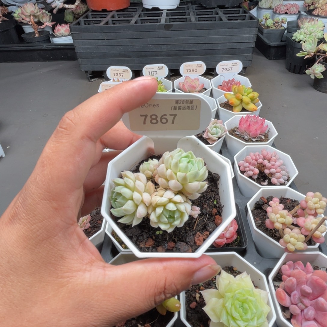 7867羊脂球4.0厘米