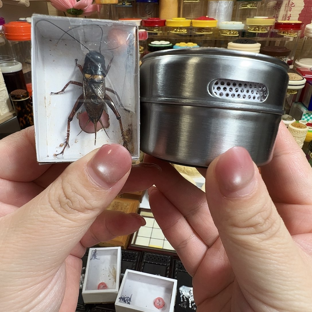 拉子➕双斑蟋蟀一个