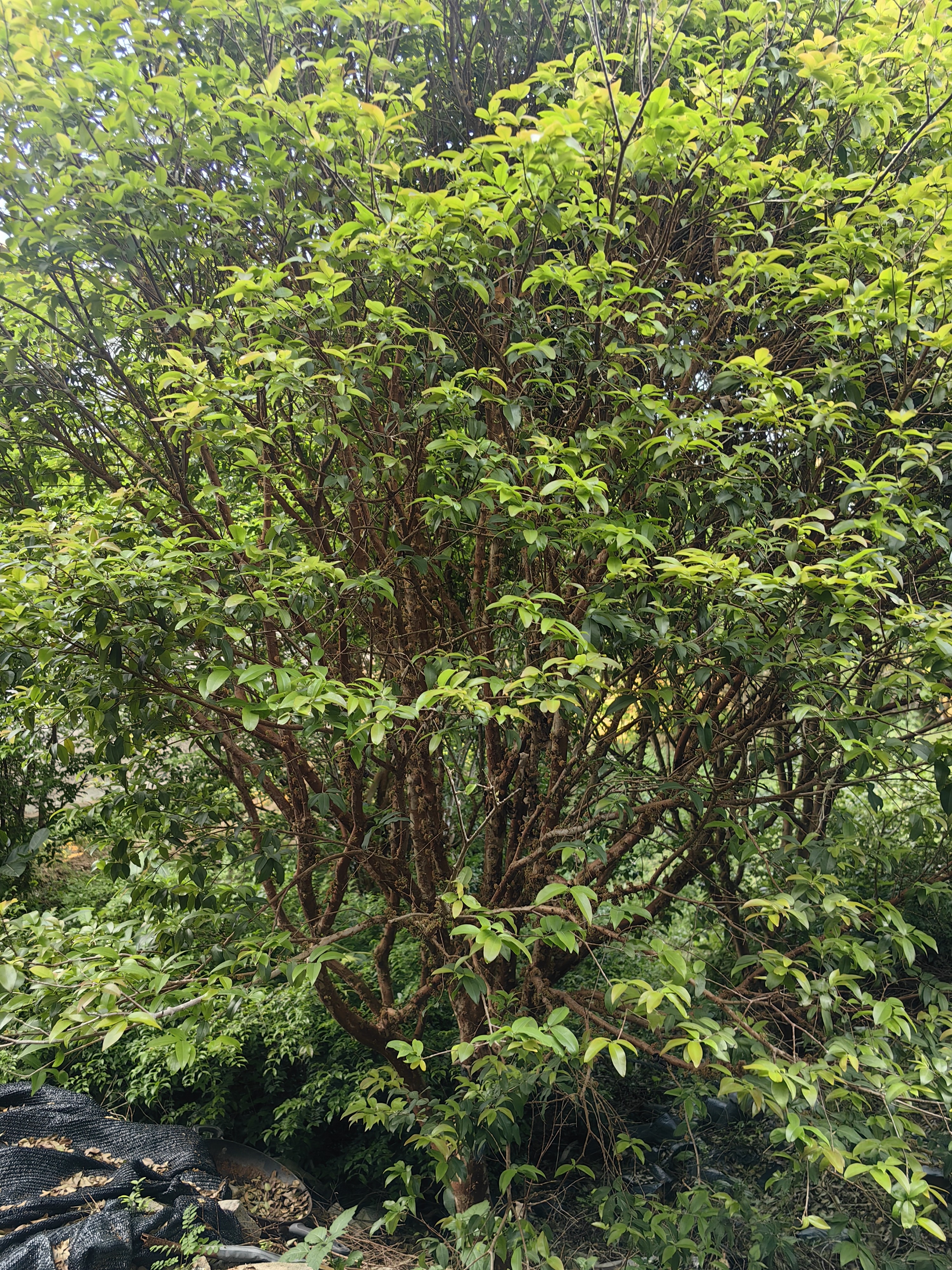 珍宝果嘉宝一物一拍