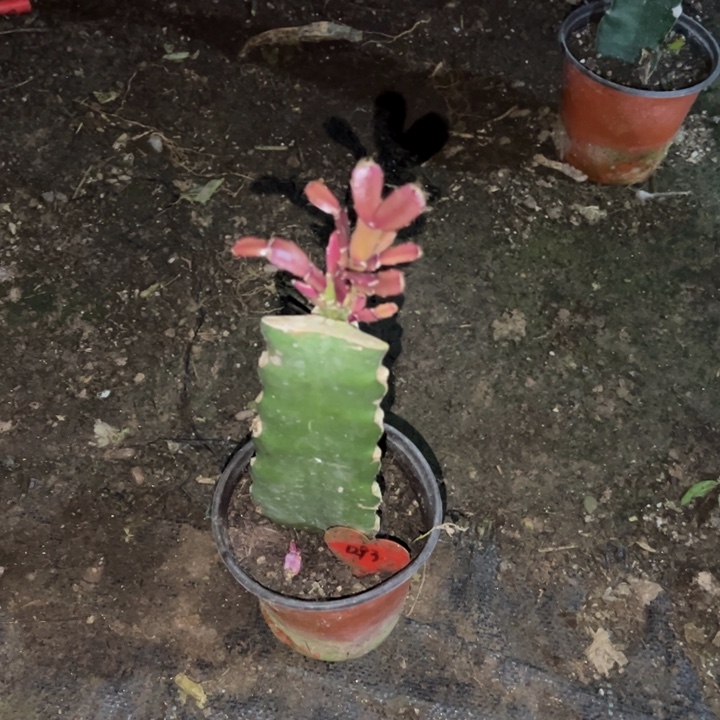 W***w当前无花栽培后可以开花078  1293