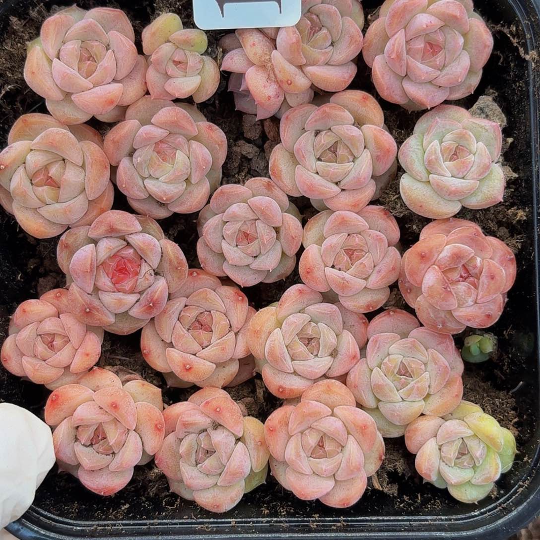 多肉植物多肉植物192