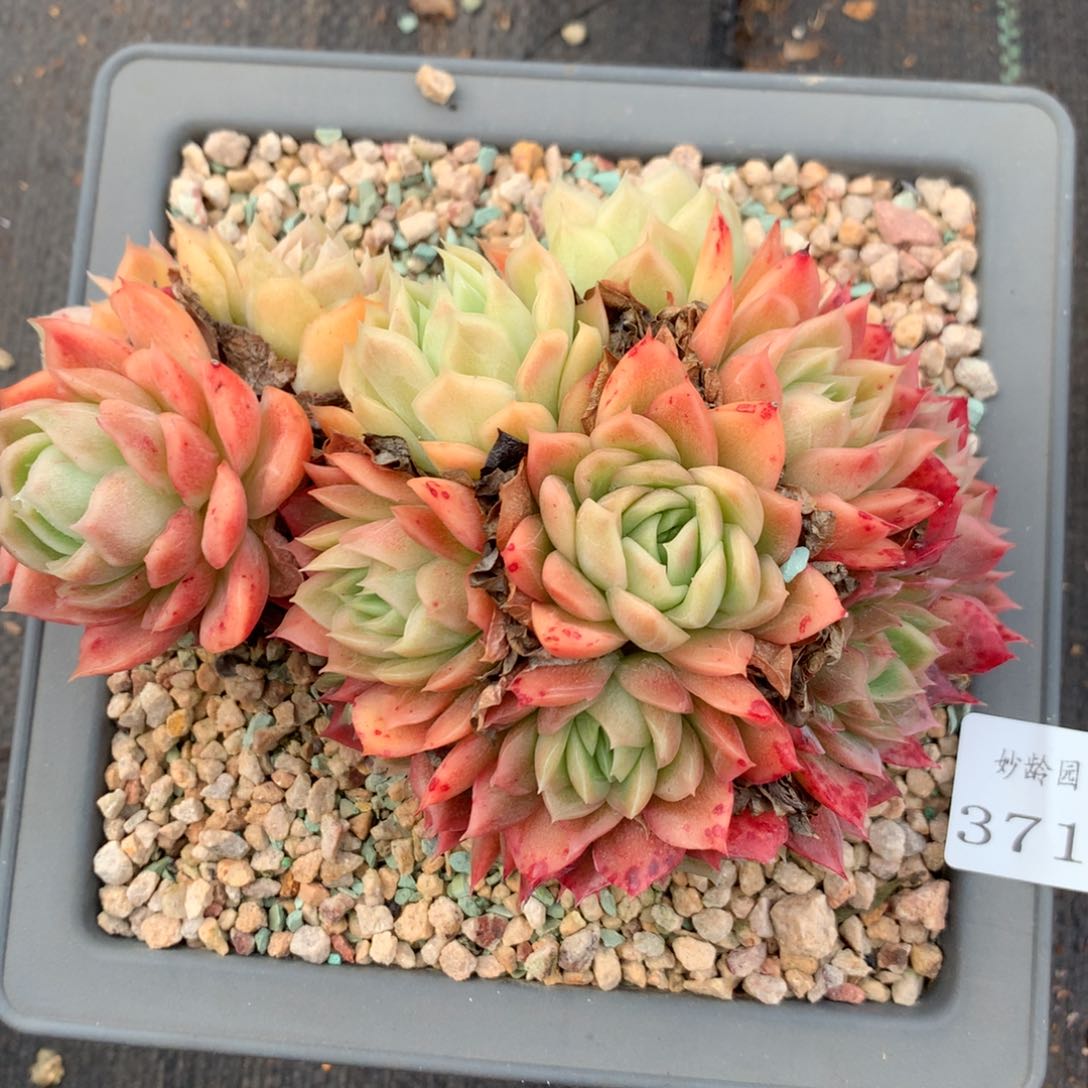 3717杂交精品基地15厘米